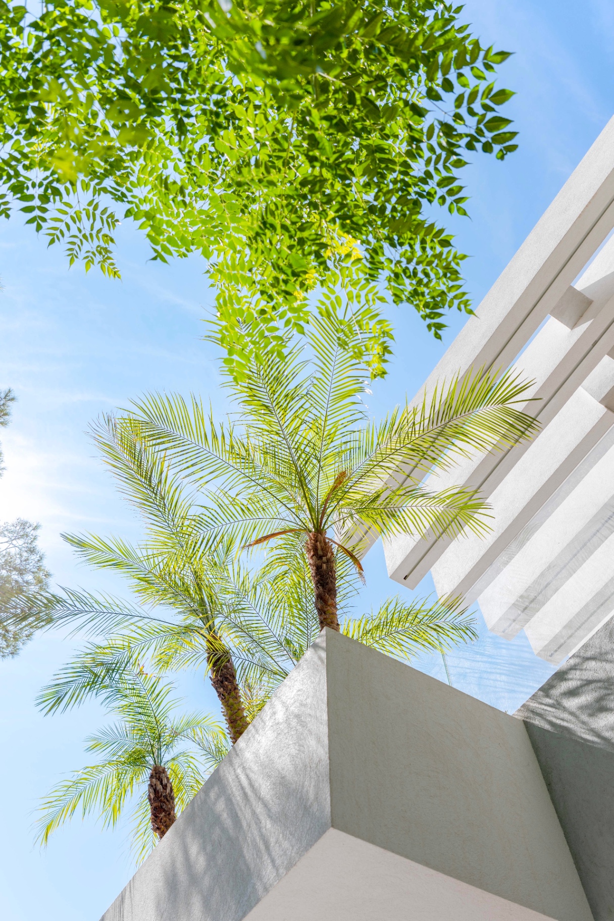 Palmiers et pergola blanche — architecture du silence de la villa Tokoto